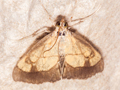 Evergestis limbata